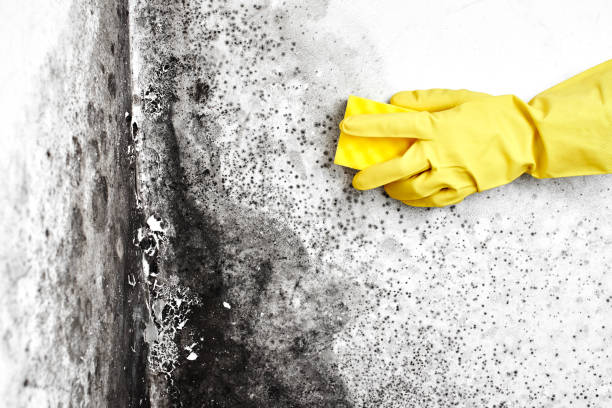 Best Professional Mold Removal  in Wayland, MI