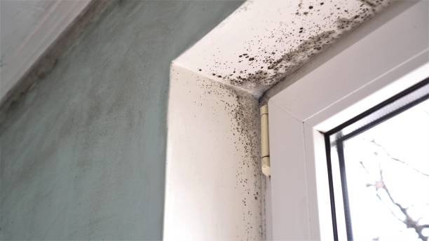 Best Mold Remediation  in Wayland, MI