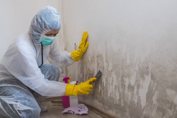 Best Best Mold Removal Companies  in Wayland, MI