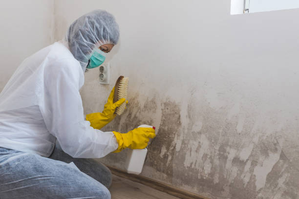 Best Mold Testing  in Wayland, MI