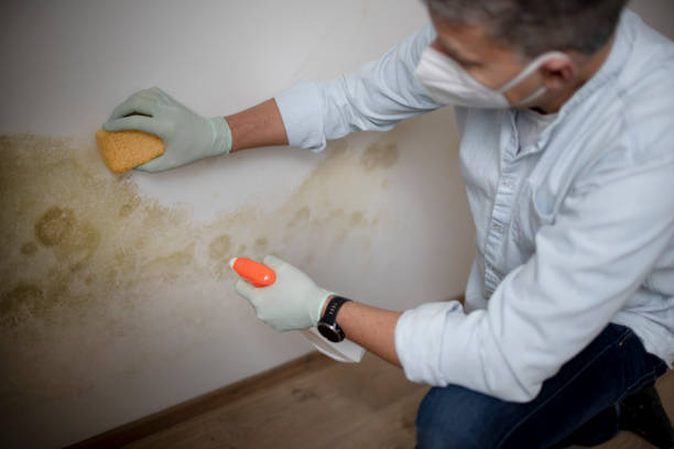 Best Mold Testing  in Wayland, MI