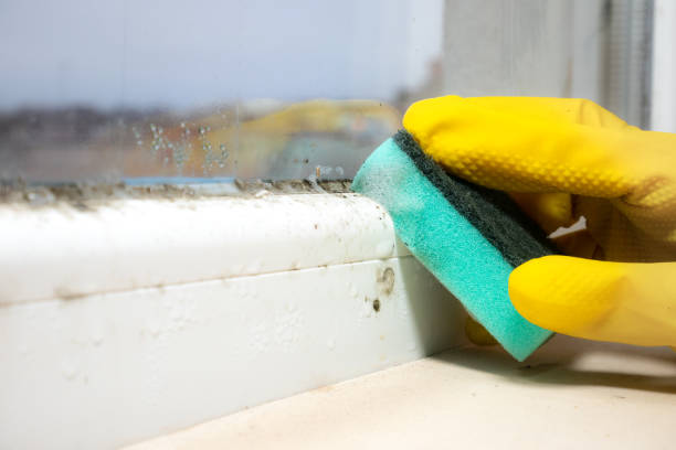 Best Mold Cleaning Services  in Wayland, MI