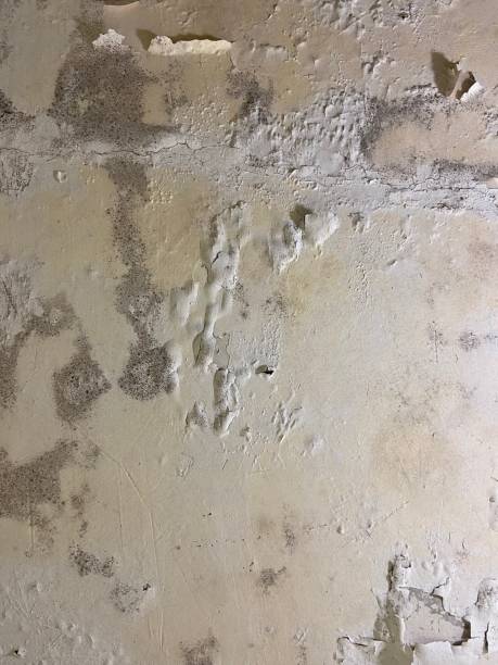 Best Commercial Mold Removal  in Wayland, MI