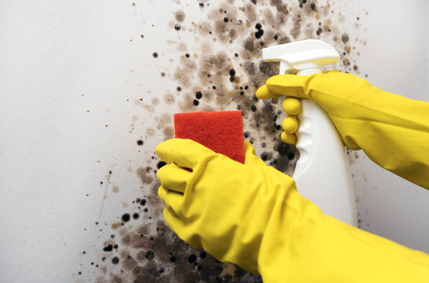Best Mold Testing  in Wayland, MI