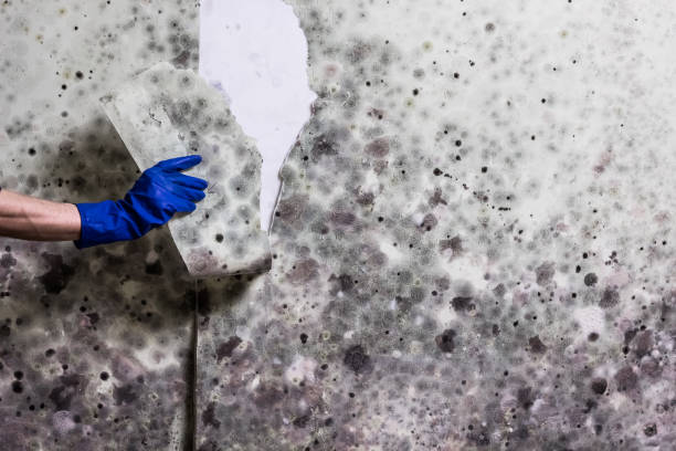 Professional Mold Removal in Wayland, MI