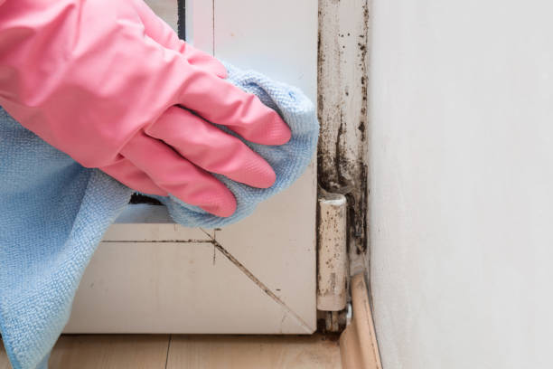 Best Office Mold Removal Services  in Wayland, MI