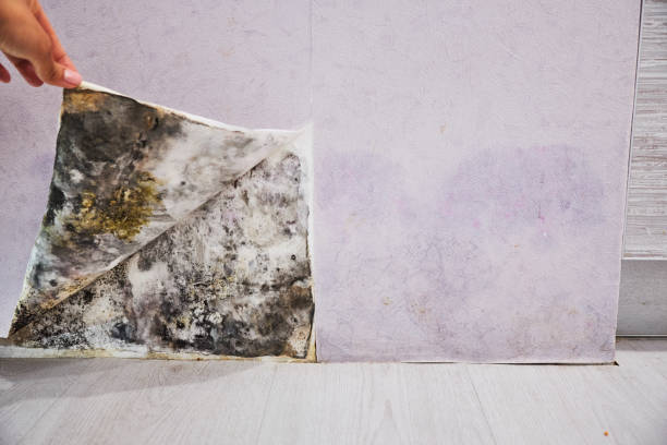 Best Home Mold Removal  in Wayland, MI